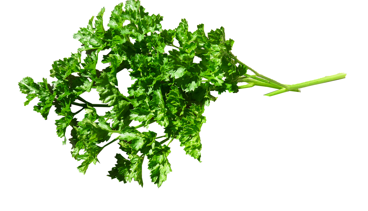 Rudy Vita Parsley